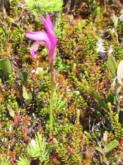 Arethusa bulbosa