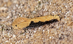 Tinea mandarinella