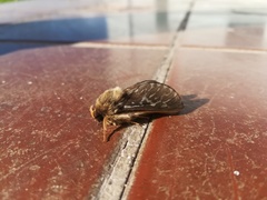 Parapielus luteicornis