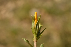 Linum campanulatum