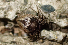 Emertonella taczanowskii