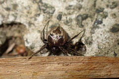 Emertonella taczanowskii