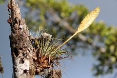 Tillandsia lampropoda