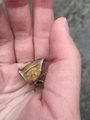 Scoliopteryx libatrix