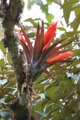 Tillandsia multicaulis