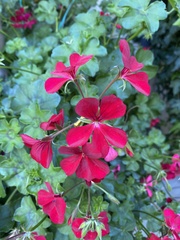 Ciconium