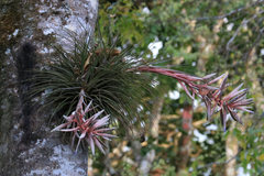 Tillandsia vicentina