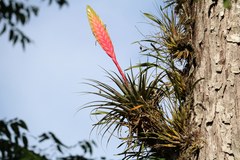 Tillandsia lampropoda