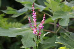 Monnina parasylvatica