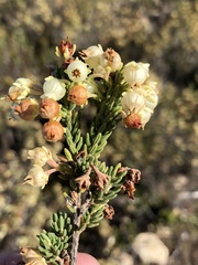 Erica spectabilis