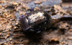 Chrysolina exanthematica