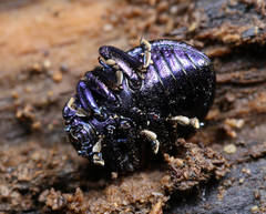 Chrysolina exanthematica