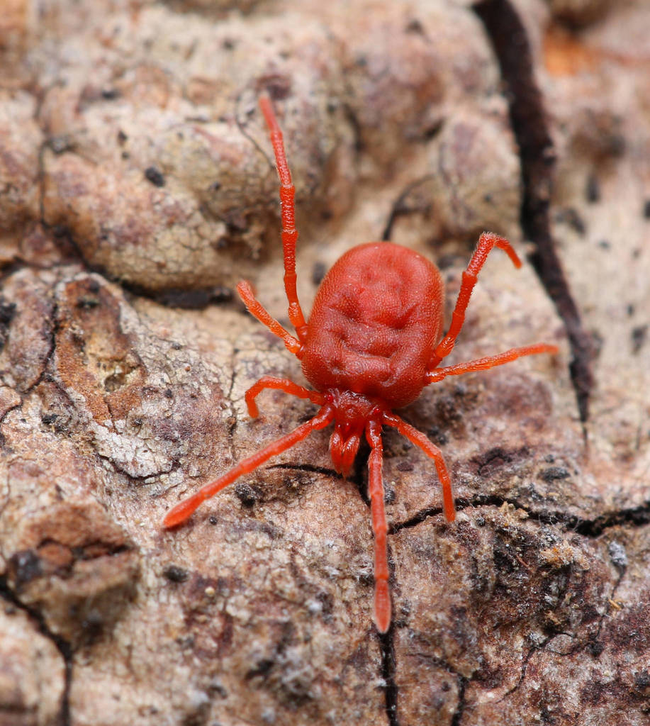 Johnstonianidae