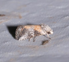 Aleptina inca