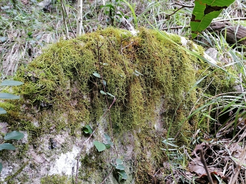 Papillaria africana, 2022-04-16