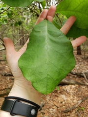 Image of Quercus arkansana
