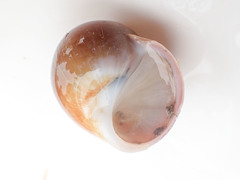Cryptonatica affinis