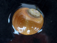 Cryptonatica affinis