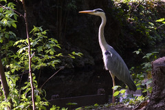 Ardea cinerea