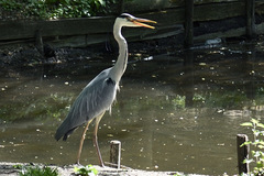 Ardea cinerea