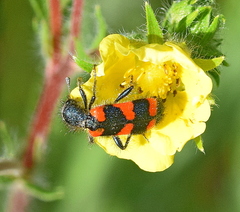 Trichodes punctatus