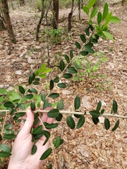Ilex vomitoria image