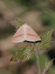Petrophora chlorosata