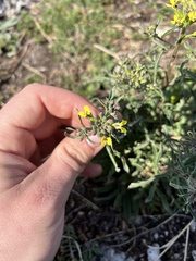 Erysimum crepidifolium