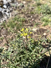 Erysimum crepidifolium