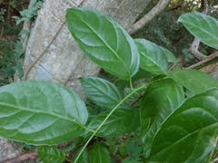 Anchietea pyrifolia