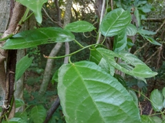 Anchietea pyrifolia