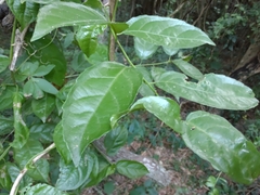 Anchietea pyrifolia