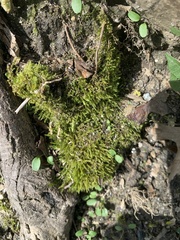 Amblystegium