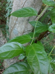 Anchietea pyrifolia