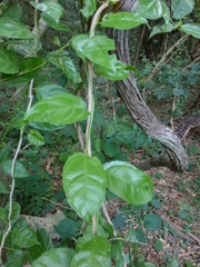 Anchietea pyrifolia