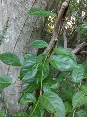 Anchietea pyrifolia