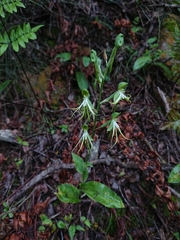 Bonatea saundersioides