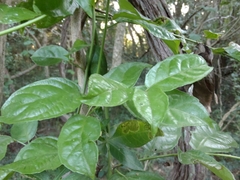 Anchietea pyrifolia