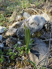 Orchis simia