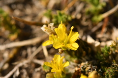 Draba aizoides