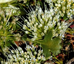 Gamocarpha selliana