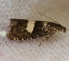 Dichrorampha sequana