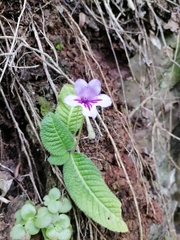 Streptocarpus rexii