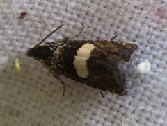 Dichrorampha sequana