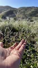 Acourtia microcephala