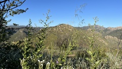 Acourtia microcephala