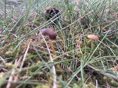 Strobilurus tenacellus