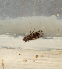 Ceroxys hortulana
