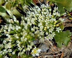 Gamocarpha selliana
