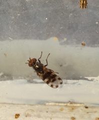 Ceroxys hortulana